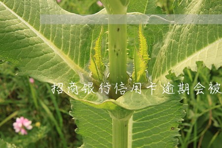 招商银行信用卡逾期会被收回吗
