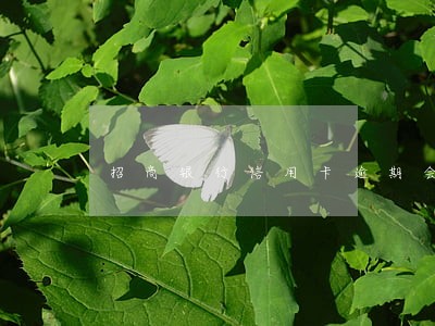 招商银行信用卡逾期会降额度吗 招商银行信用卡逾期会降额度吗