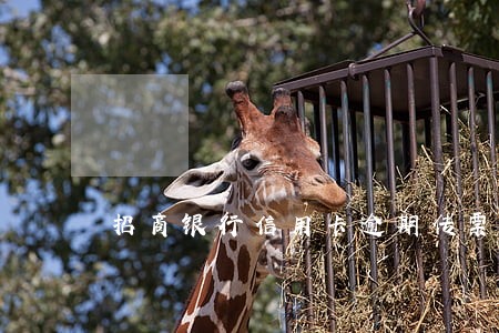 招商银行信用卡逾期传票怎么办