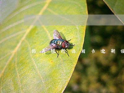 招商银行信用卡逾期催还 招商银行信用卡逾期催还