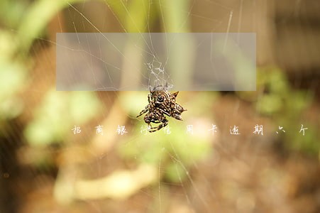 招商银行信用卡逾期六个月 招商银行信用卡逾期六个月