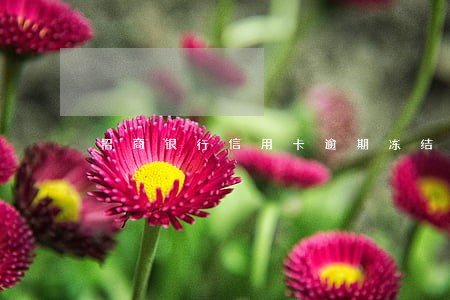 招商银行信用卡逾期冻结