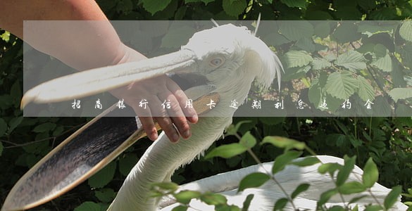 招商银行信用卡逾期利息违约金 招商银行信用卡逾期利息违约金