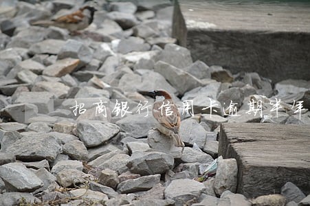 招商银行信用卡逾期半年不还 招商银行信用卡逾期半年不还