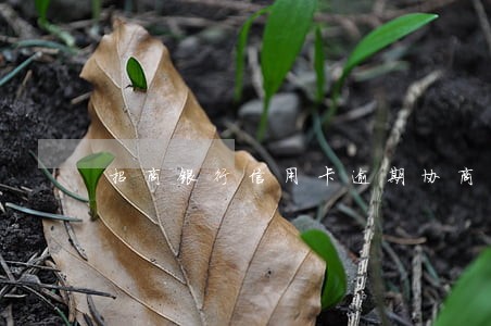 招商银行信用卡逾期协商还本金 招商银行信用卡逾期协商还本金