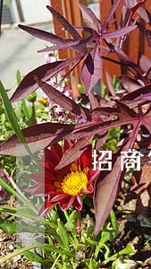 招商银行信用卡逾期卡片失效 招商银行信用卡逾期卡片失效