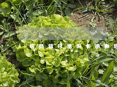 招商银行信用卡逾期后几天上征信