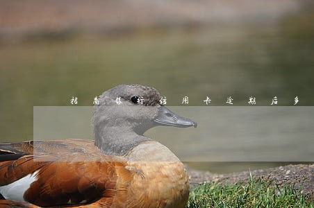 招商银行信用卡逾期后多久刷新 招商银行信用卡逾期后多久刷新