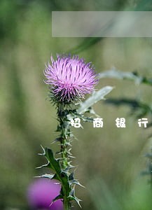 招商银行信用卡逾期咋办 招商银行信用卡逾期咋办