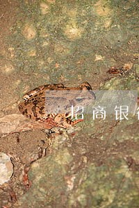 招商银行信用卡逾期四个月