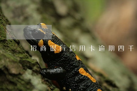 招商银行信用卡逾期四千上门 招商银行信用卡逾期四千上门