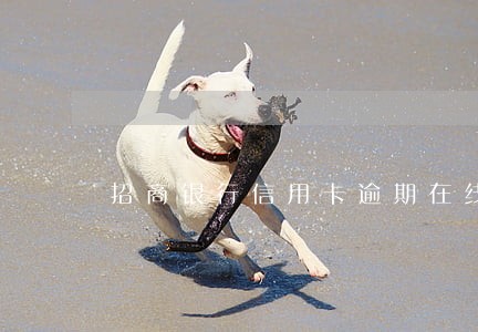 招商银行信用卡逾期在线提交材料
