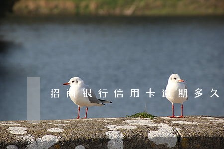招商银行信用卡逾期多久能上征信 招商银行信用卡逾期多久能上征信