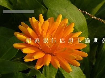 招商银行信用卡逾期多少天 招商银行信用卡逾期多少天