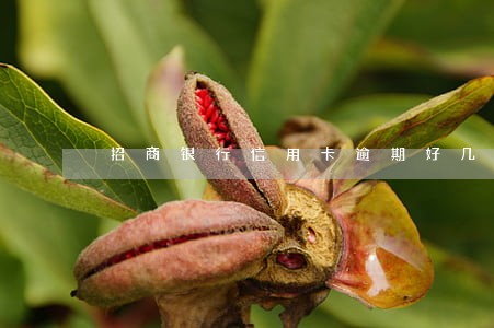 招商银行信用卡逾期好几个月