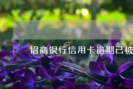 招商银行信用卡逾期已被诉讼 招商银行信用卡逾期已被诉讼