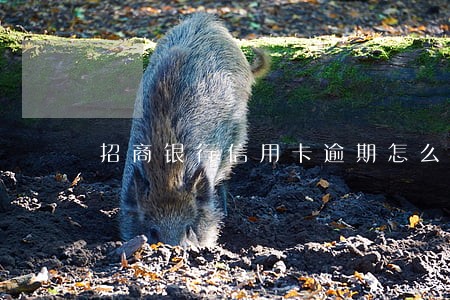 招商银行信用卡逾期怎么查 招商银行信用卡逾期怎么查