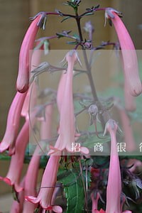 招商银行信用卡逾期扣费 招商银行信用卡逾期扣费
