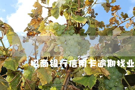 招商银行信用卡逾期找业务经理 招商银行信用卡逾期找业务经理