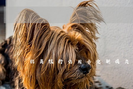 招商银行信用卡逾期提交法院 招商银行信用卡逾期提交法院