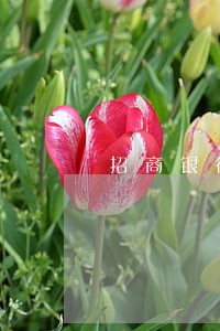 招商银行信用卡逾期提示我剪卡 招商银行信用卡逾期提示我剪卡