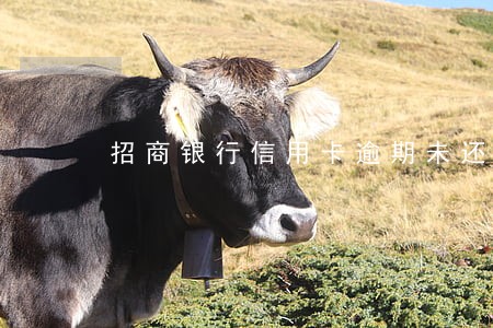 招商银行信用卡逾期未还卡 招商银行信用卡逾期未还卡