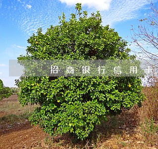 招商银行信用卡逾期欠14万 招商银行信用卡逾期欠14万