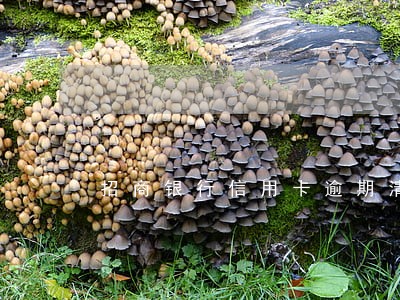 招商银行信用卡逾期清账