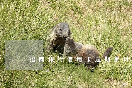 招商银行信用卡逾期累计5万