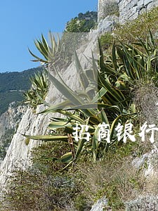 招商银行信用卡逾期能解决么 招商银行信用卡逾期能解决么