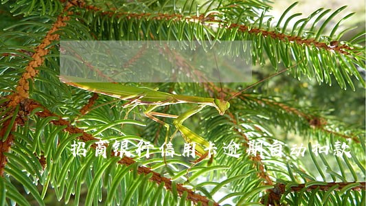 招商银行信用卡逾期自动扣款