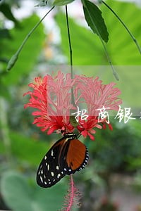 招商银行信用卡逾期被永久封卡 招商银行信用卡逾期被永久封卡