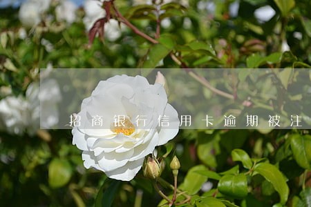 招商银行信用卡逾期被注销 招商银行信用卡逾期被注销
