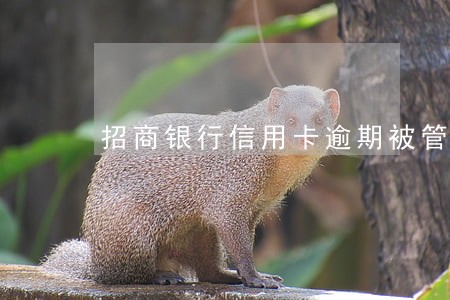 招商银行信用卡逾期被管制 招商银行信用卡逾期被管制