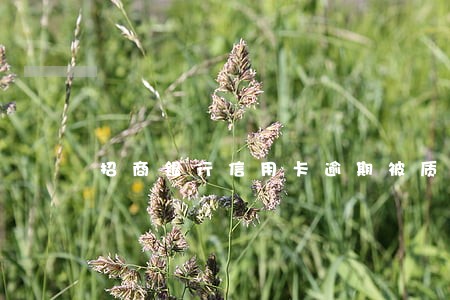 招商银行信用卡逾期被质疑