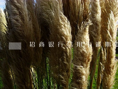 招商银行信用卡逾期要提供户口本 招商银行信用卡逾期要提供户口本