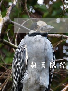 招商银行信用卡逾期要联系家人
