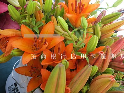招商银行信用卡逾期规定 招商银行信用卡逾期规定