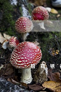 招商银行信用卡逾期让上传资料 招商银行信用卡逾期让上传资料