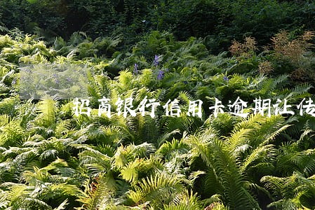 招商银行信用卡逾期让传资料 招商银行信用卡逾期让传资料