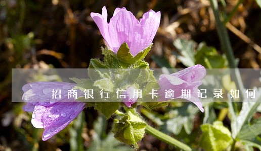 招商银行信用卡逾期记录如何消除 招商银行信用卡逾期记录如何消除