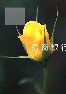 招商银行信用卡逾期说的立案