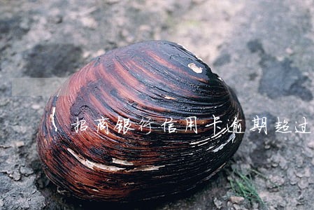 招商银行信用卡逾期超过一年