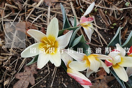 招商银行信用卡逾期还款期限 招商银行信用卡逾期还款期限