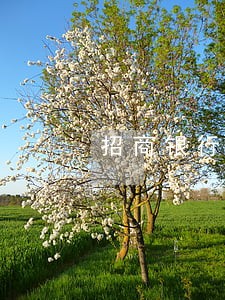 招商银行信用卡逾期重新分期