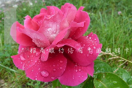 招商银行信用卡逾期销卡5年了 招商银行信用卡逾期销卡5年了