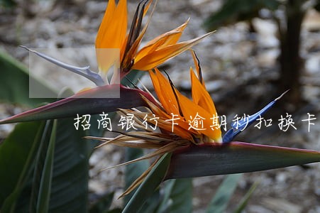 招商银行卡逾期秒扣换卡 招商银行卡逾期秒扣换卡
