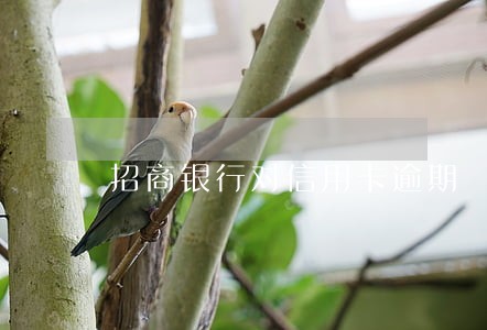 招商银行对信用卡逾期 招商银行对信用卡逾期