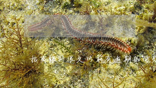招商银行很久以前有逾期如何处理 招商银行很久以前有逾期如何处理