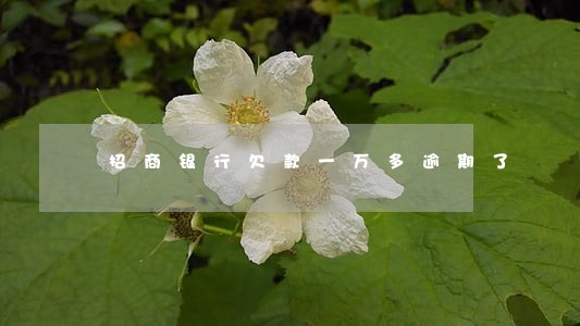 招商银行欠款一万多逾期了 招商银行欠款一万多逾期了